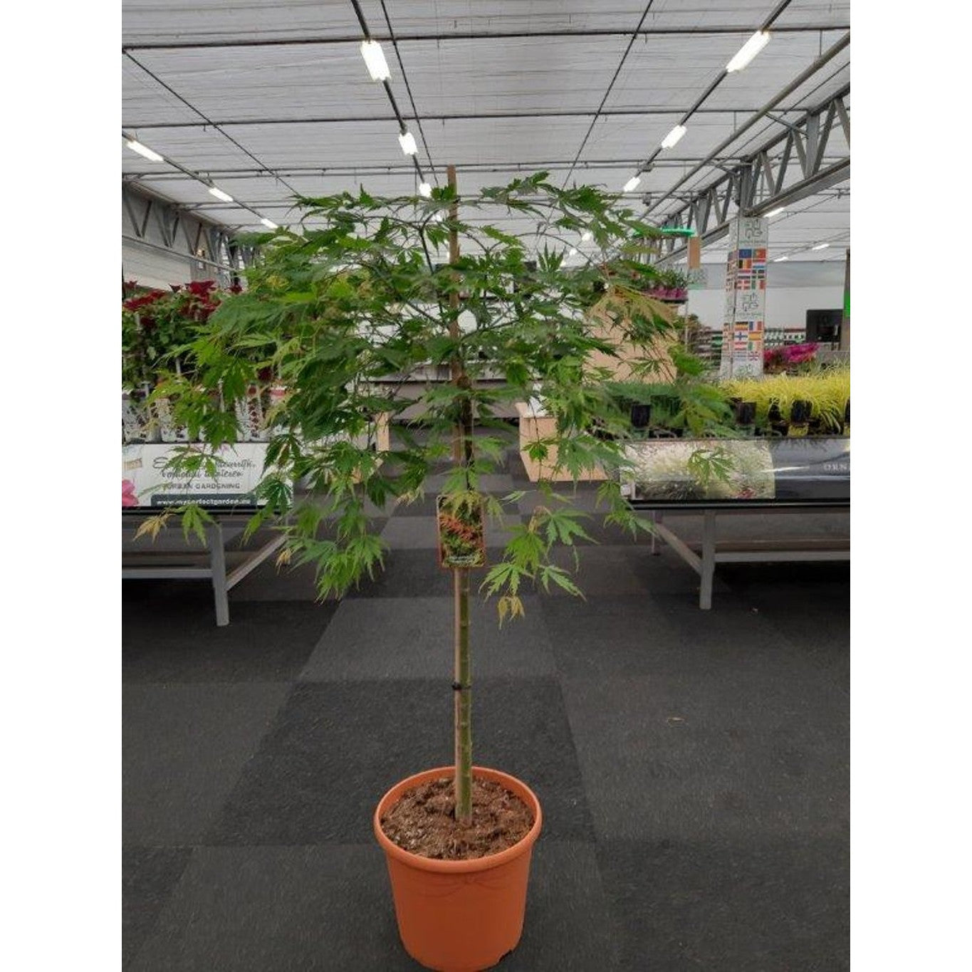 Japansk lönn – Acer pal. 'Omuryama' - 90 CM Stem C20